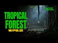 Tropical Forest Carcass w/ Pulse: 1 Hour Continuous Jungle Ambience with Distant Drums