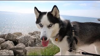 Loyola University Chicago: Canines on Campus