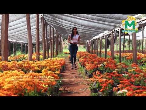 Video: XXIV Salón Internacional De Flores, Plantas, Equipos Y Materiales Para La Horticultura Ornamental Y El Negocio De Las Flores 