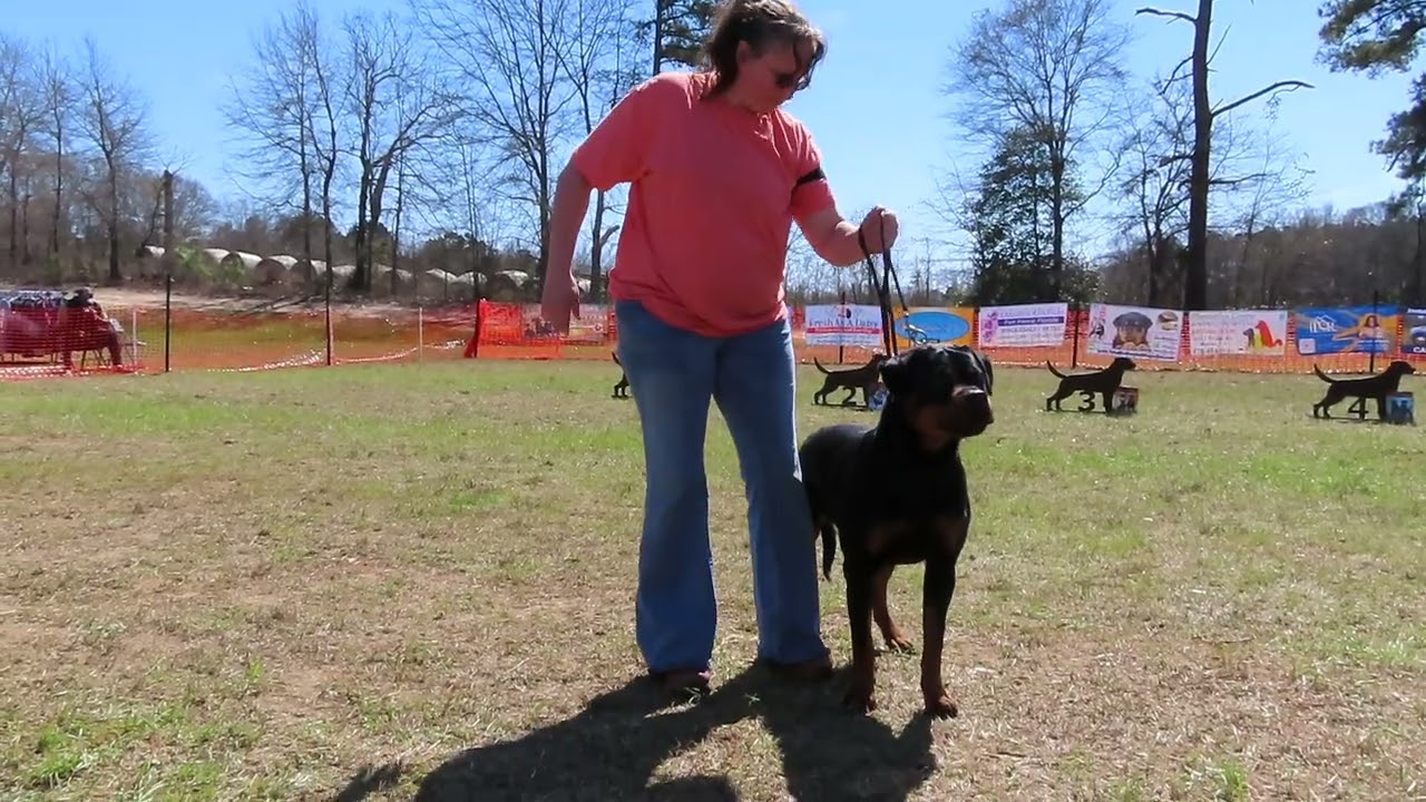 2026-March-01 - Shiloh von Golden Valley - V1 (15-24 month females)