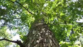 A Stop-Motion Walk Through Nature