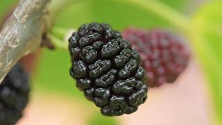 Maulbeerbaum im Garten: Wachstum, Fruchtansatz und Schnitt richtig beurteilen