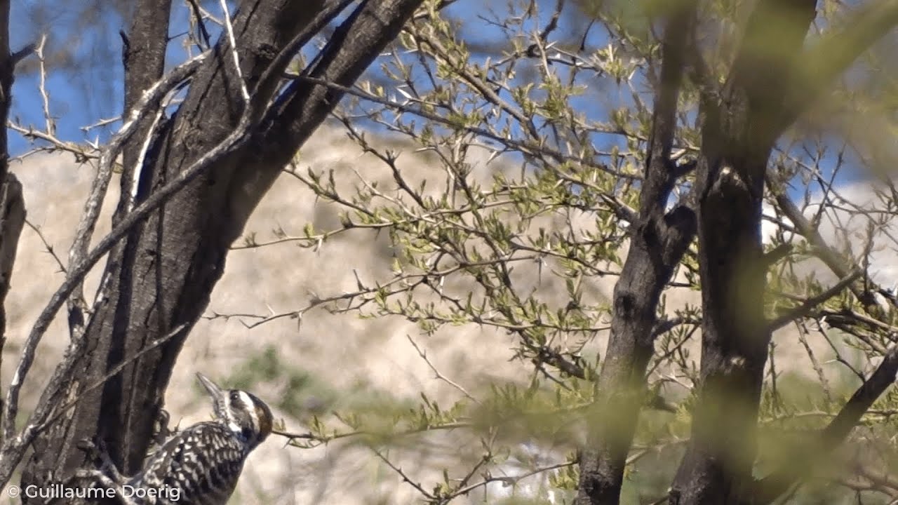 Striped Woodpecker (Dryobates lignarius) | Carpinterito | Canal El Carmen, Huechuraba (CHILE) (4)