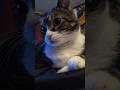 he never blinks 😹 #adoptstrays #catshorts #tiktok猫 #funnypets #tabby #cutekawaii #neko #fluffy