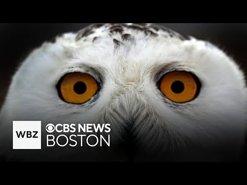 One man's mission to rescue snowy owls at Boston's Logan Airport