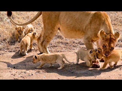 Libax Dhalay 6 Caruur