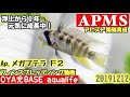 【アクアリウム/アピスト】    Ap.メガプテラ 繁殖産卵浮上育成から1年経過で可愛いフィンスプ見れた!/ブライトビンデン、自作水槽、APMS、多段循環式オーバーフロー水槽、DIY、20191212
