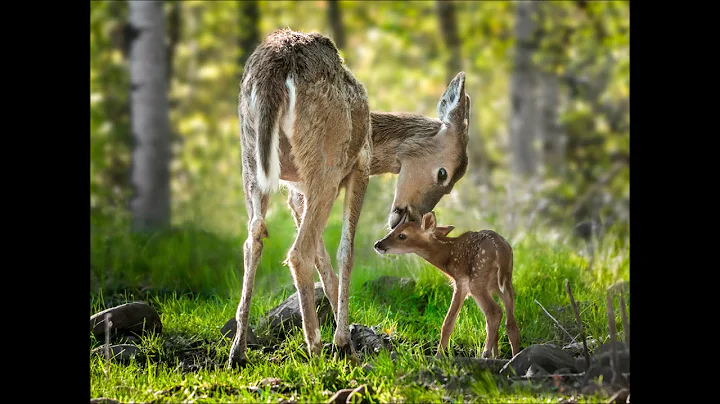 Alan Watts Chillstep- Tranquility