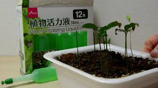 ダイソーの植物活力液購入してみました 全植物用 I bought Daiso's plant vitality liquid for all plants