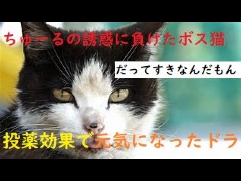 【投薬効果、風邪が治ったドラちゃん💊】コナンが、夫で手チュールです😁笑える映像見てください💕