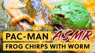 ASMR - Pacman Frog Chirps with Superworm (soothing music bed) | BAO ASMR screenshot 3