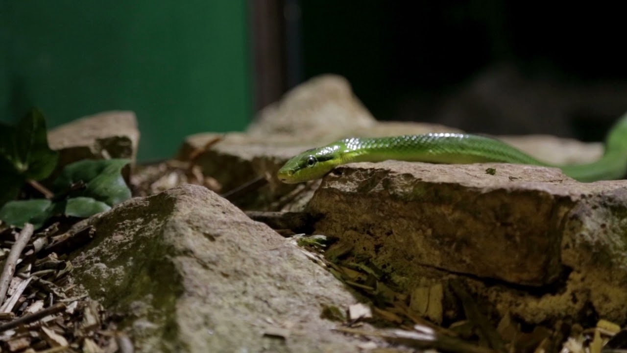 Green Snake Slithering Video Background, Free Footage, No Copyright, Animations, Stock Footage