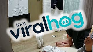 Cat Ninja Kicks Reflective Threat in TV || ViralHog