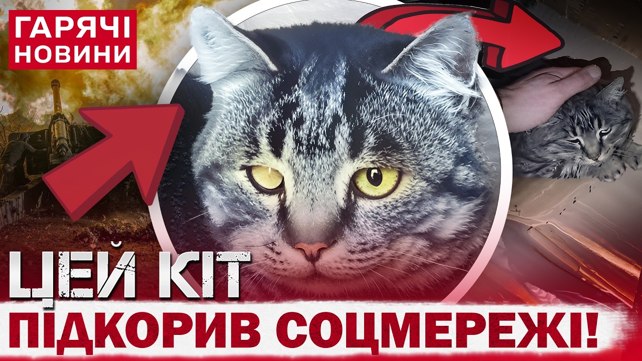 ЧЕТЫРЕХНОГИЙ ГЕРОЙ! КОТ САМОСТОЯТЕЛЬНО ЭВАКУИРОВАЛСЯ ИЗ АДА НА ДОНБАССЕ: СЕТЬ ГУДИТ!
