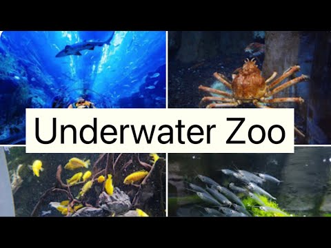 Underwater Zoo||Dubai Mall Aquarium#explore#dubaivisit