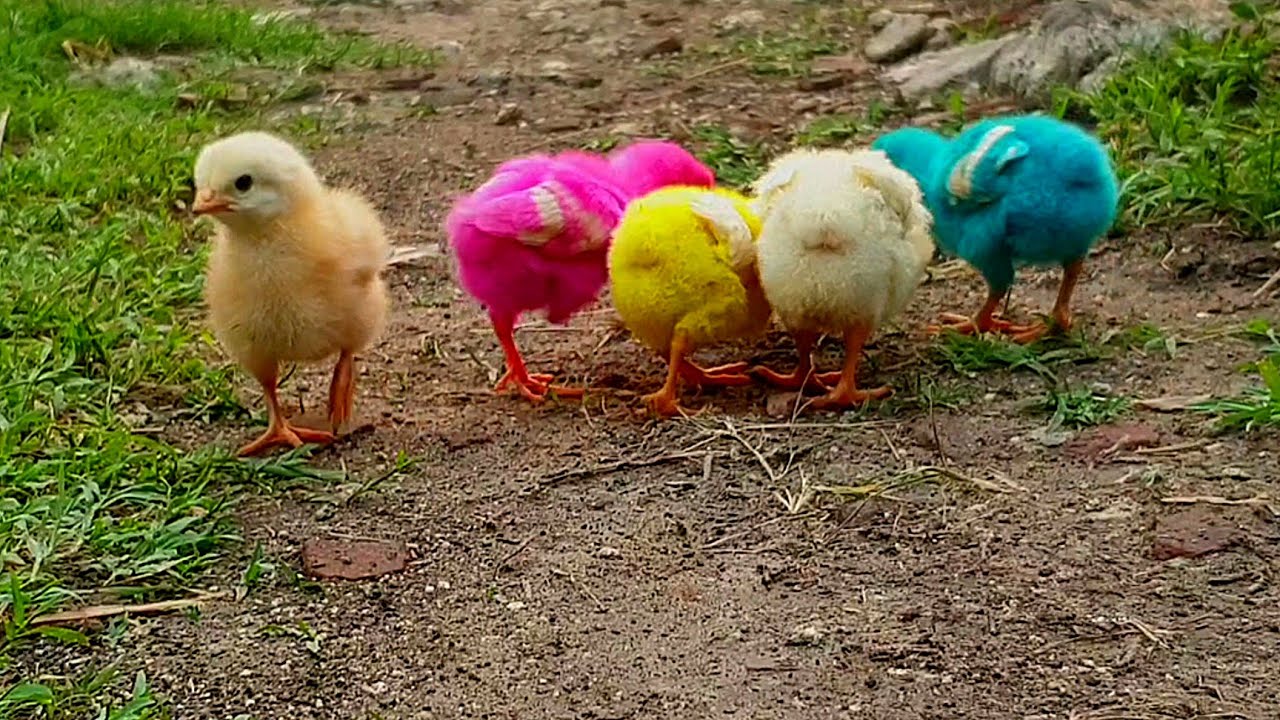  Ayam Warna Warni  Mencari Makan Diluar Rumah itik Gemuk 