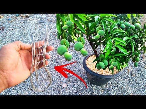 Vídeo: Como Acelerar A Frutificação Da Pera: 6 Maneiras