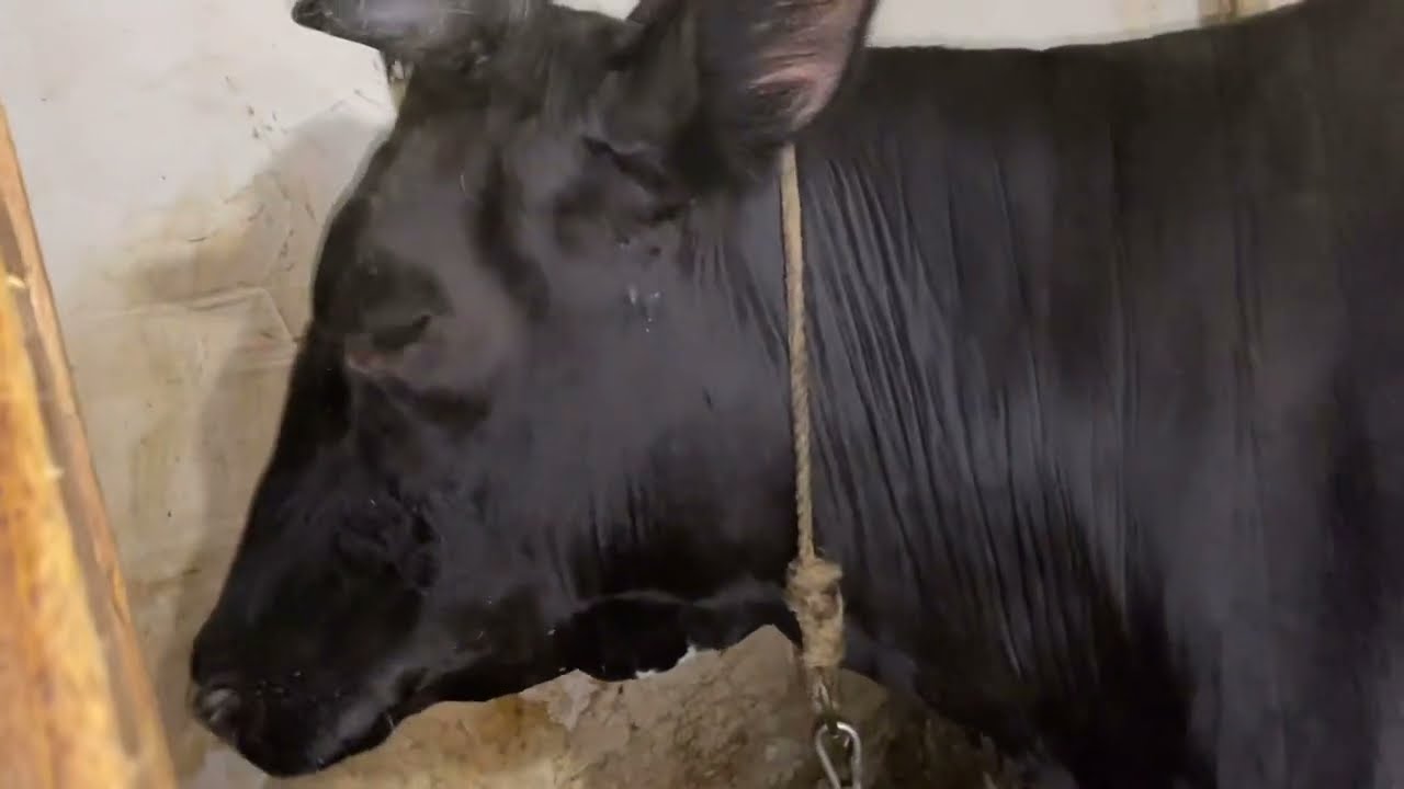 Раздой первотелки