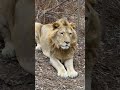 The King Lion Simba Old Now Simba Kinglion Mufasucad The King Lion Simba Old Now Simba Kinglion Mufasucad