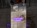 11 KİLO ET YİYEN KÖPEKLERİM 😂