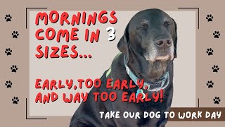 Work with Dad or stay home with Mum? by Percy The Labrador 661 views 5 months ago 4 minutes, 39 seconds