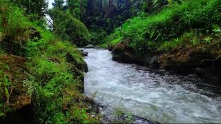 Forest Sounds Relaxation, Sound of the River Cures Stress, Water Stream Sounds