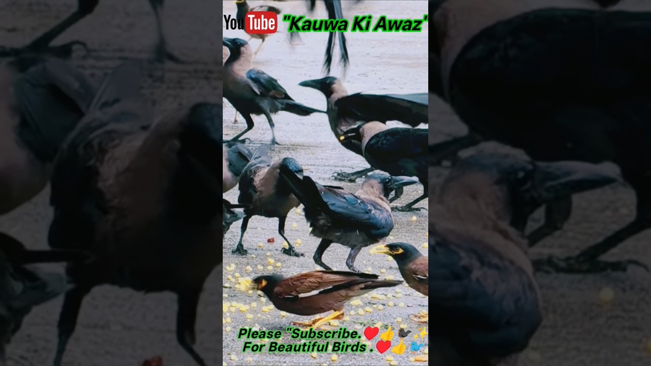 Hungry Crow Sounds 🐦‍⬛🐦🫓| Crow Sounds 🐦‍⬛🐦🥰✨| Crow Feeding 🐦‍⬛🥪|