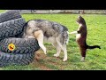 Funny dogs and catss 2023   best funniest animals of the week 2