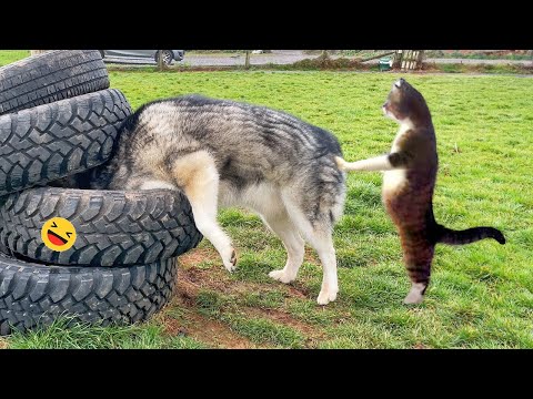 Funny Dogs And Cats Videos 2023 😅 - Best Funniest Animal Videos Of The week #2
