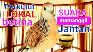 Perkutut lokal betina nutut panjang ampuh untuk pancingan  perkutut jantan cepat bunyi