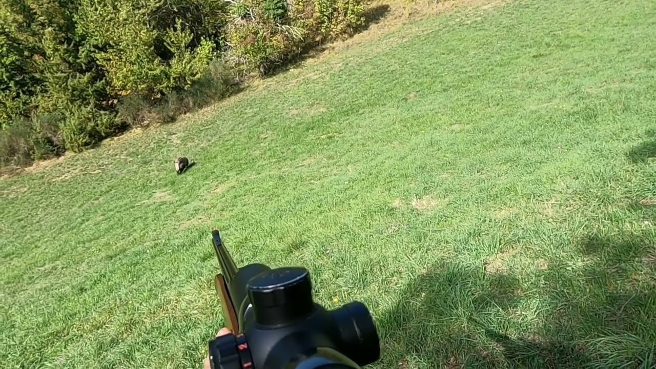 caccia al Cinghiale! 2022 YouTube