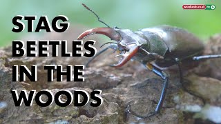 Stag Beetles in the Woods