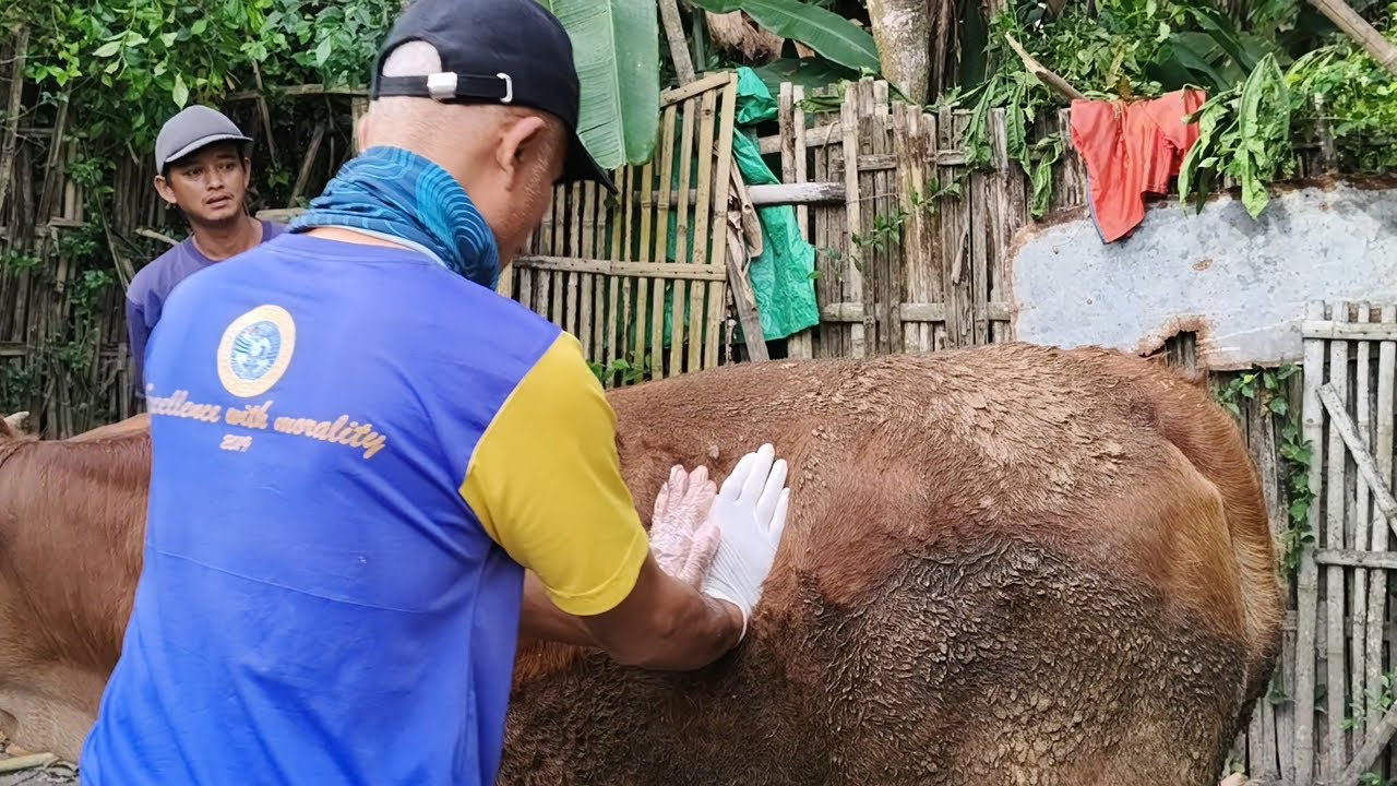 PENANGANAN SAPI DEMAM,  TIDAK MAU MAKAN DAN PINCANG