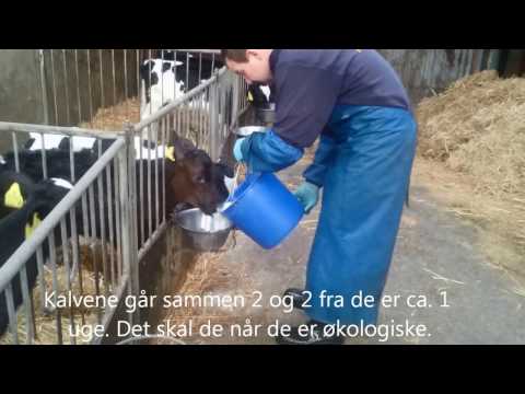 Video: Små Kalve: Årsager Og øvelser For At Gøre Dem Større