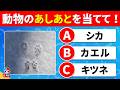 【全35問の動物のあしあとクイズ】24問以上正解でキミはあしあと博士だ！