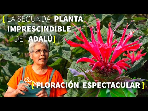 Video: La planta de bálsamo de abeja: cómo cultivar y cuidar plantas de bálsamo de abeja