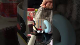 Celebrity Diving Headfirst for a Sip #cat Net Worth