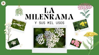 LA MILENRAMA - Propiedades: La Planta de sus 'Mil Usos' LA MILENRAMA - Propiedades: La Planta de sus 'Mil Usos'