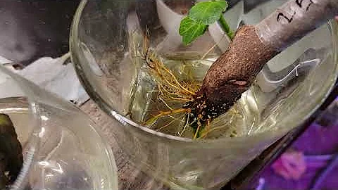 How I root my fig cuttings in water!