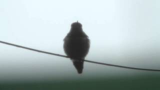 Humming Bird in the Rain screenshot 4