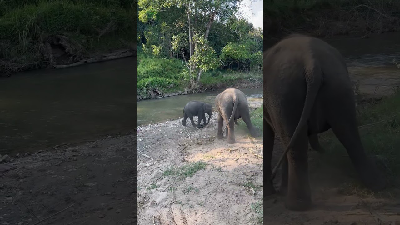 Baby elephant and her little toy! 