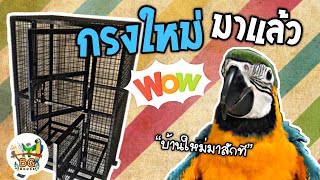 BG HOUSE EP.6 กรงใหม่มาคอว์มาแล้ว มีคอนโชว์นกด้วย New macaw's cage