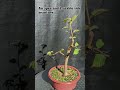 English Elm - Yamadori. 1 year on