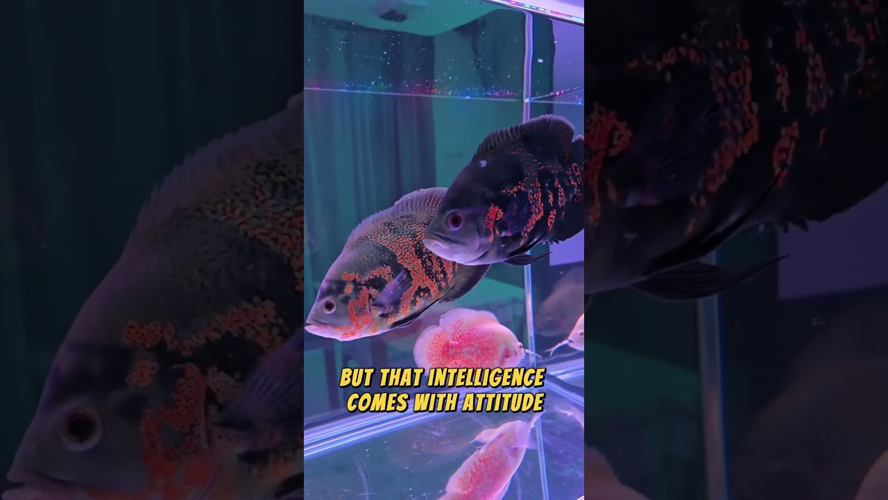 Oscar Fish The Aquarium Genius With a Temper 
