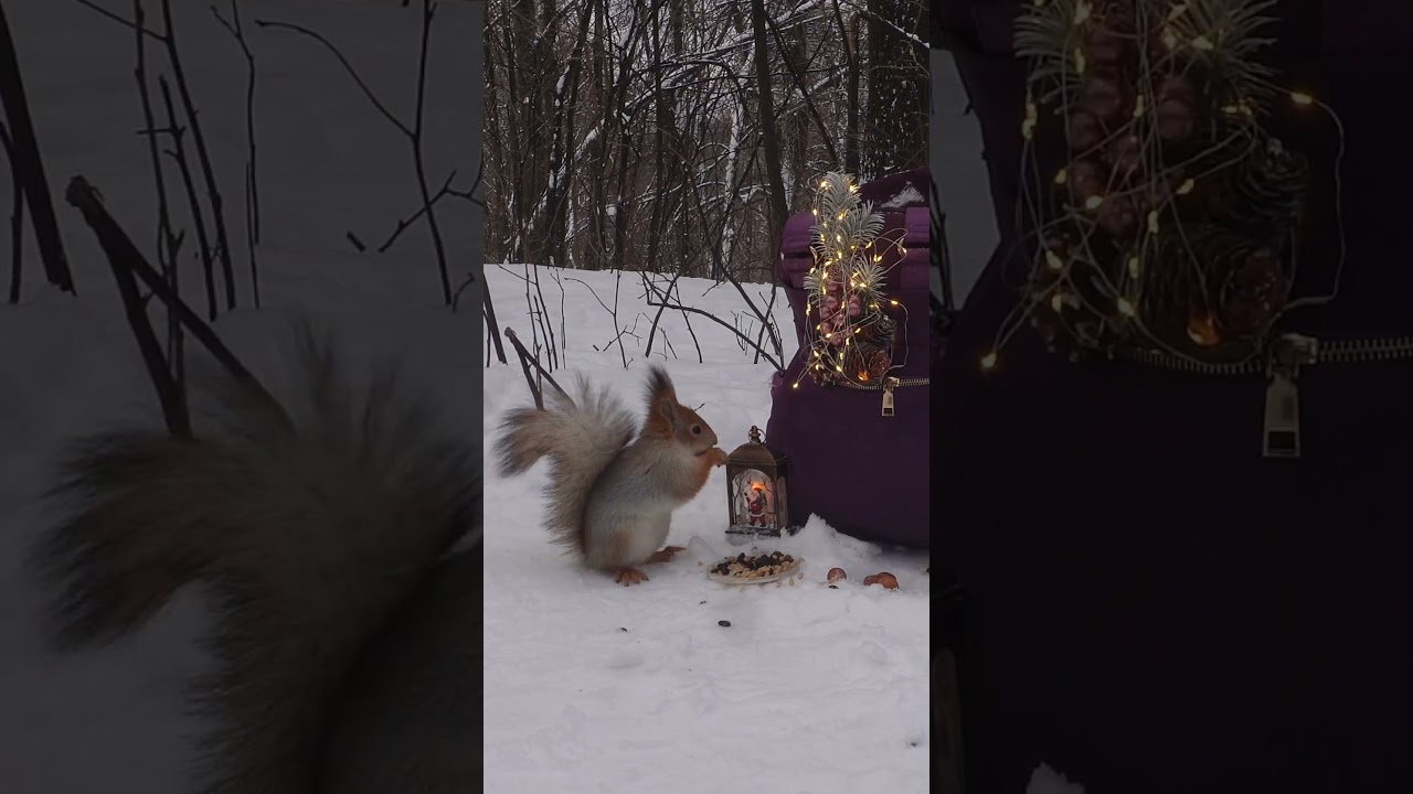 🎶Белочки встречают Новый год