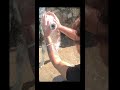 Husky dog bathing time nahane ka samay kutton ko kaise nahlaye #puppyvideos #happy
