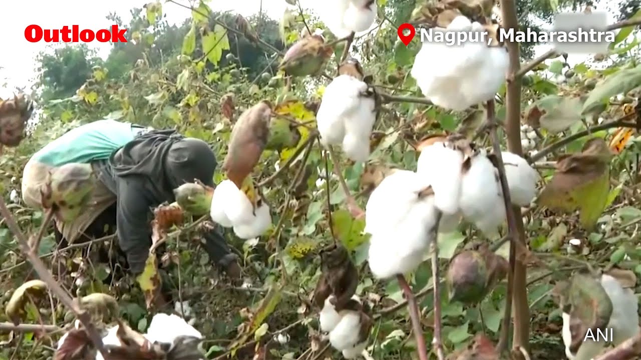 Budget 2020: Cotton Farmers Demand Subsidies