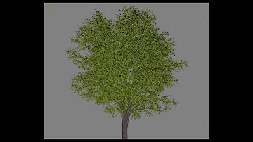Creating a Dynamic Tree with 3ds Max and Tyflow