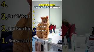 Ranking Best Cat and Dog Moments