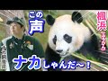 【パンダアイドル楓浜】ナカ飼育員ついに発見❗️慌てて駆け寄るふうひん🐼待ちに待ったよ〜♡